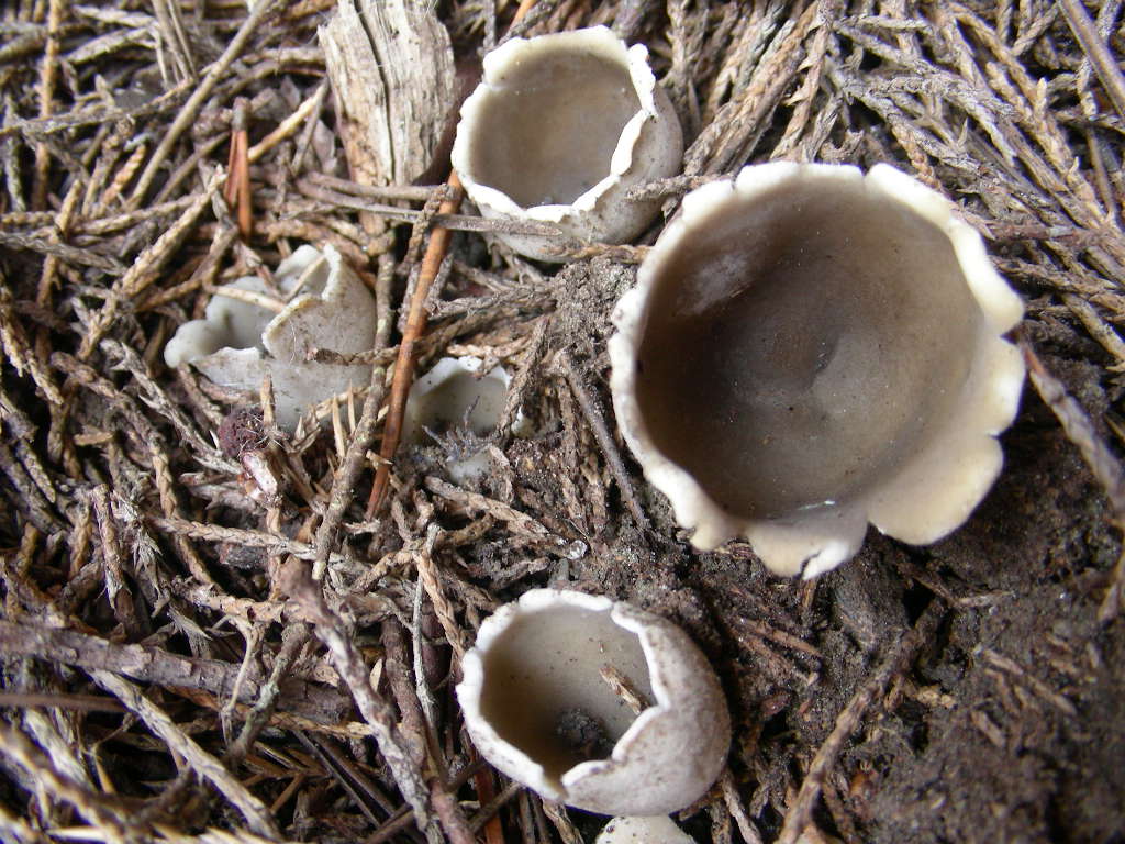 Helvella leucomelaena